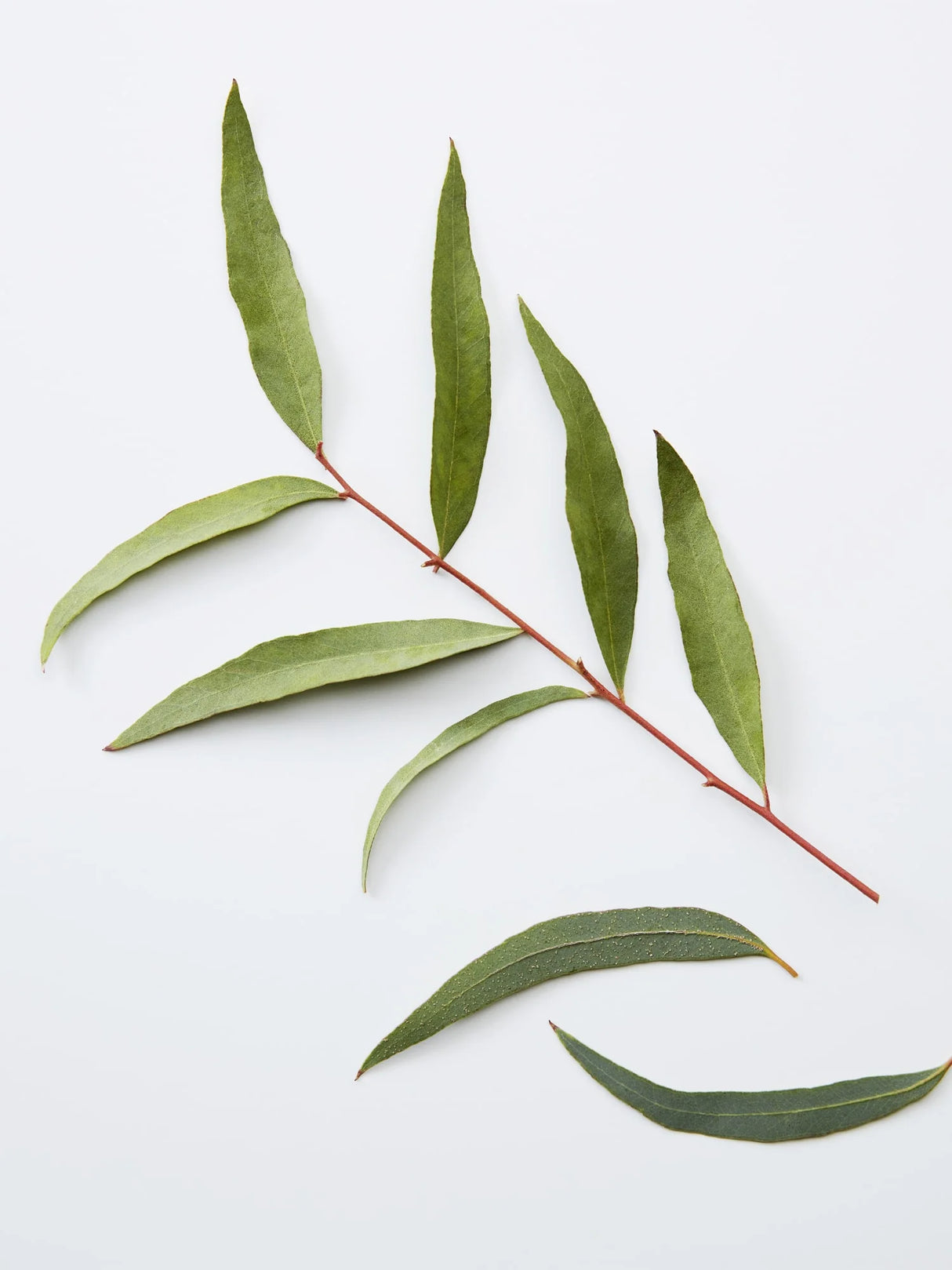 American Crew 3-IN-1 Chamomile + Pine 450ml